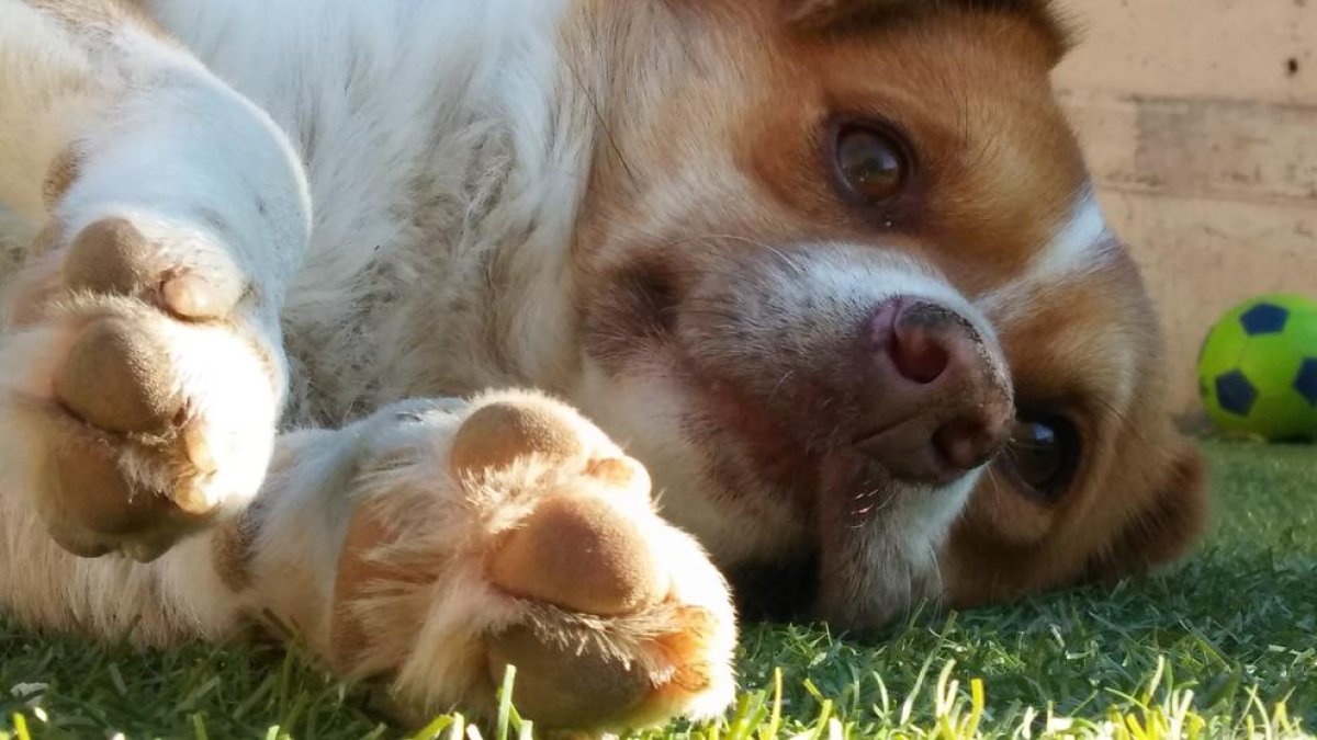 aquest es un dels cinc gossos que tinc. és diu Xin