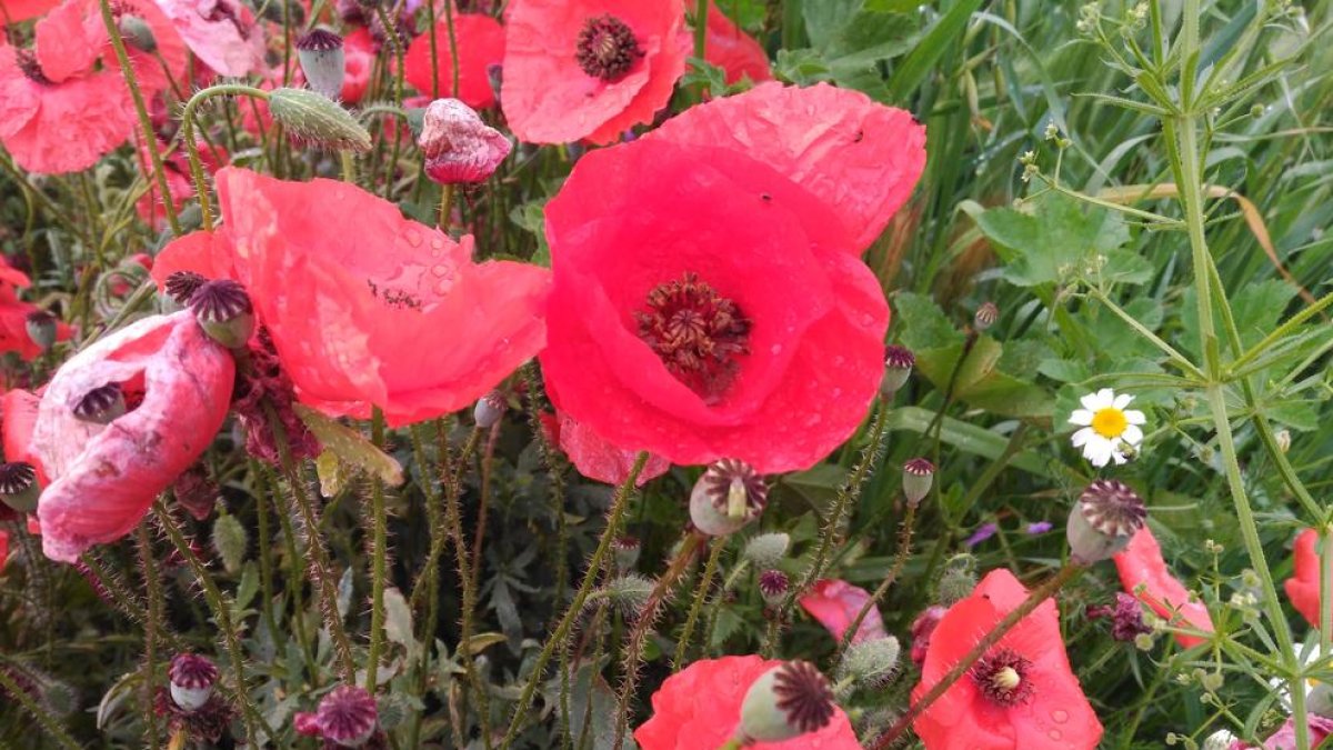 Flors de La Segarra!