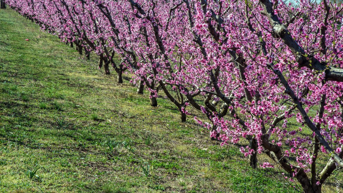 Fruiters en un ordre perfecte