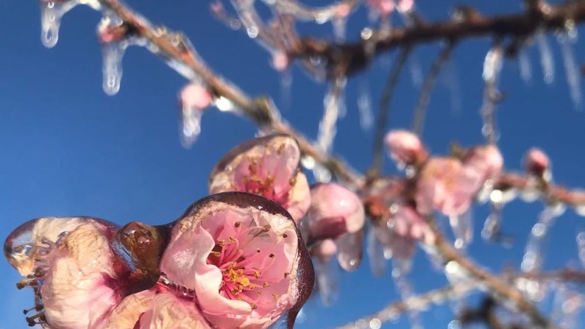 Arbres fruiters gelats