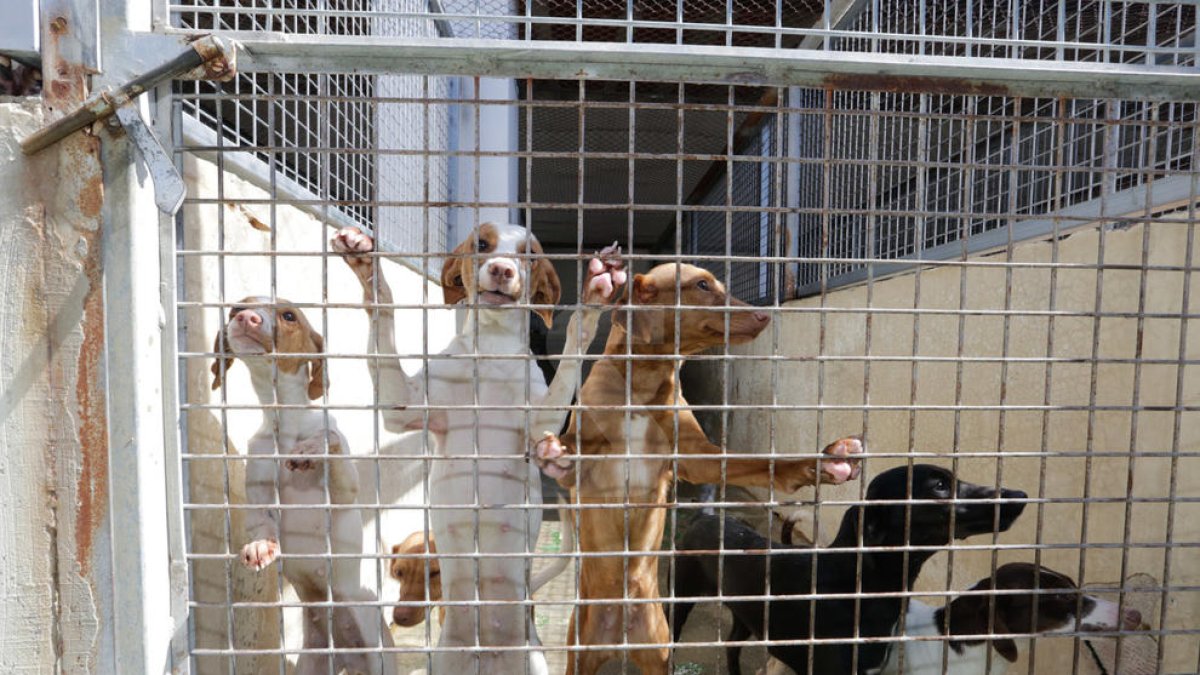Joan Queralt i Sergi Talamonte visiten la gossera municipal de Lleida