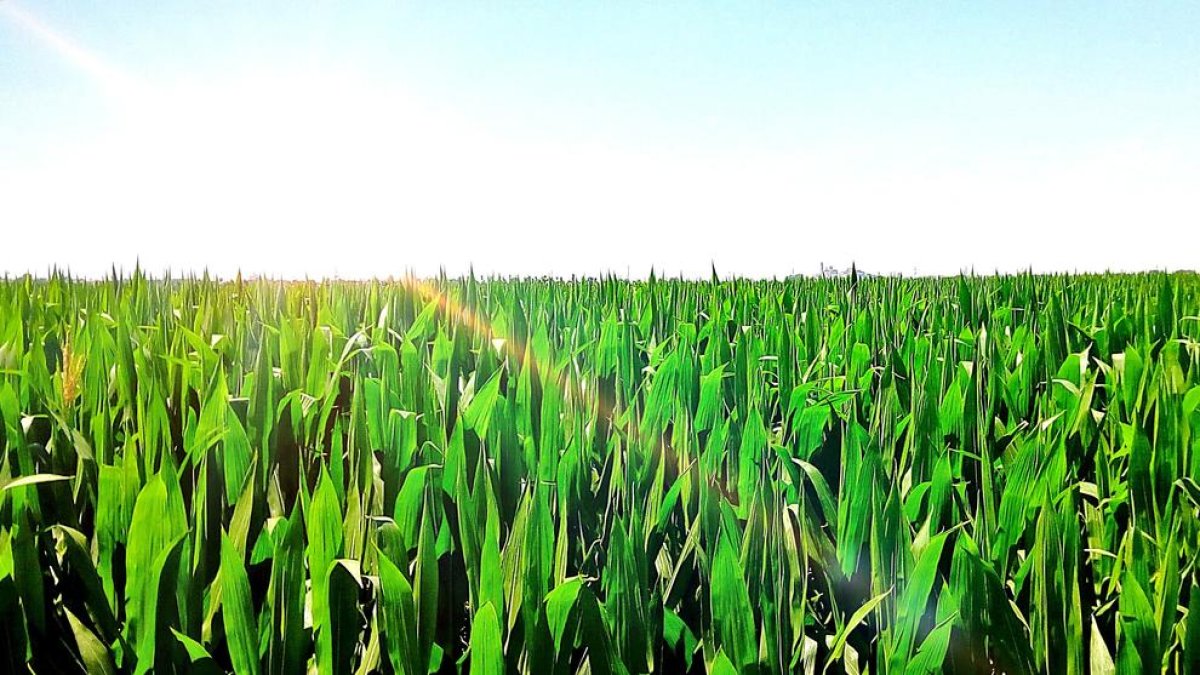 Camp de panis de lhorta de lleida, sobre la seu vella es paseja com un caragol, 686597785