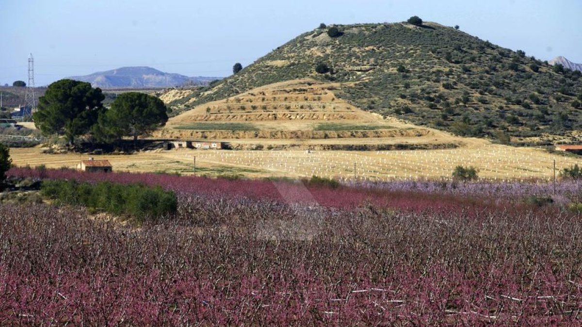Campos de frutales florecidos por el calor