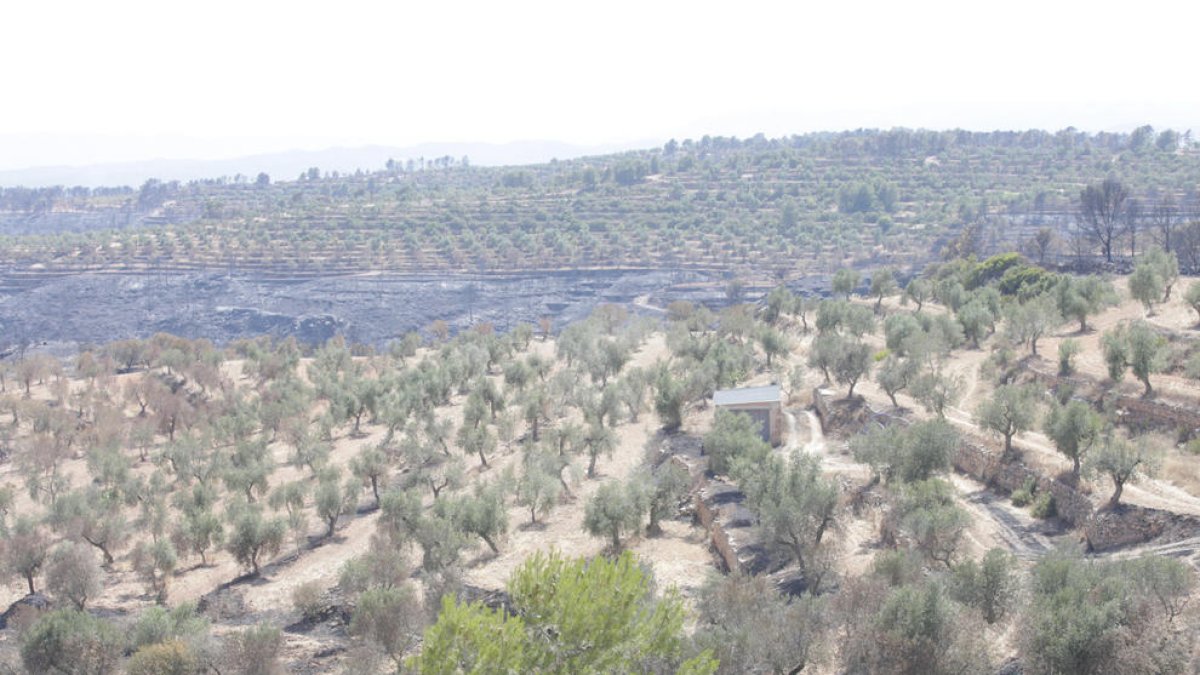 Imágenes del incendio de Ribera d'Ebre