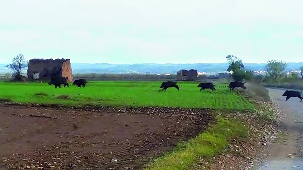 Imagen de archivo de jabalíes cruzando campos entre Bellpuig, Belianes, Preixana y Sant Martí.