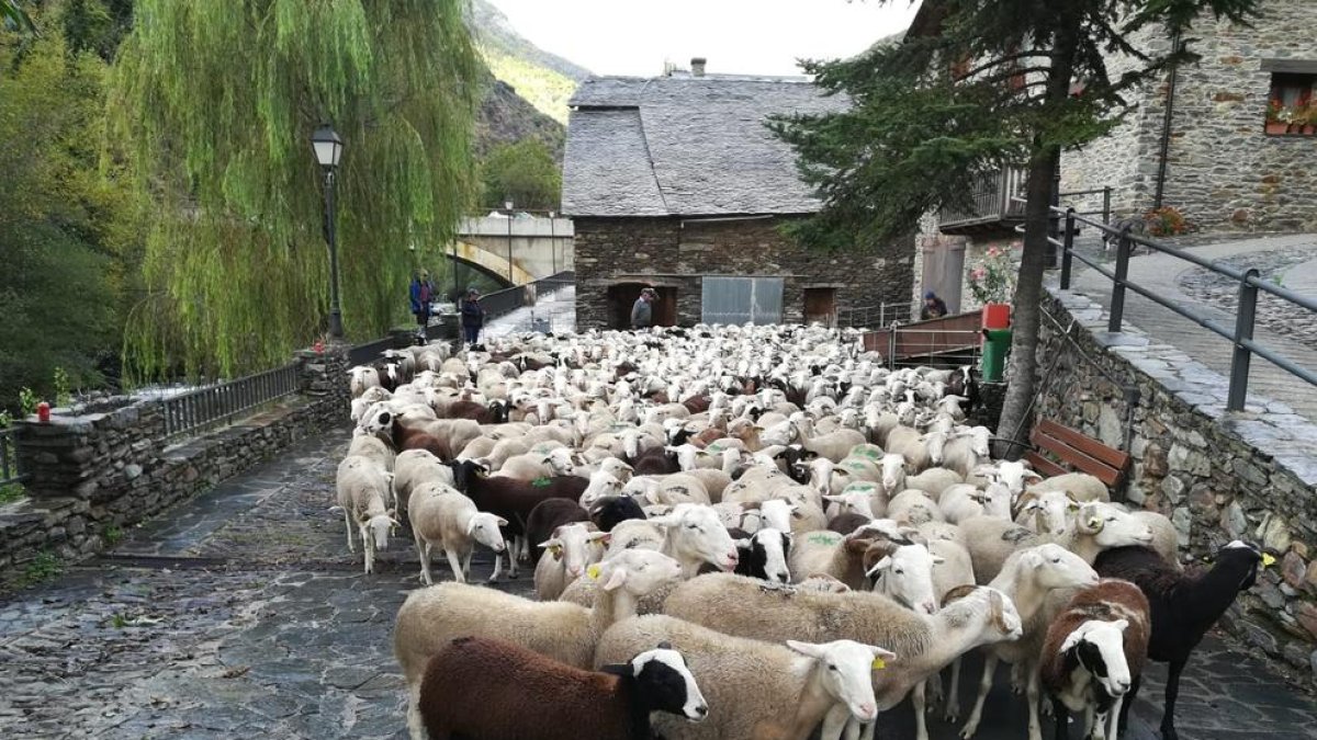 Descens de l’agrupació de bestiar de Boldís-Àreu.
