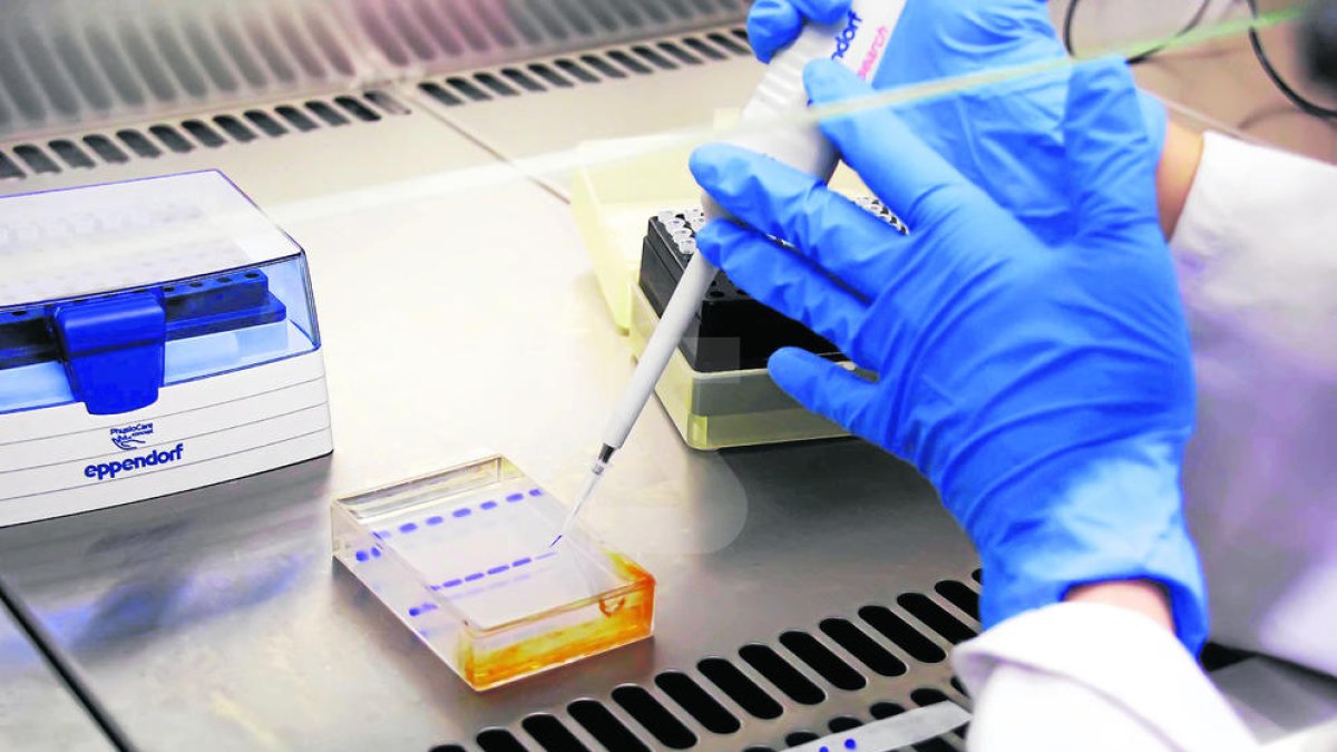Desxifren com funciona el genoma de la leucèmia més freqüent