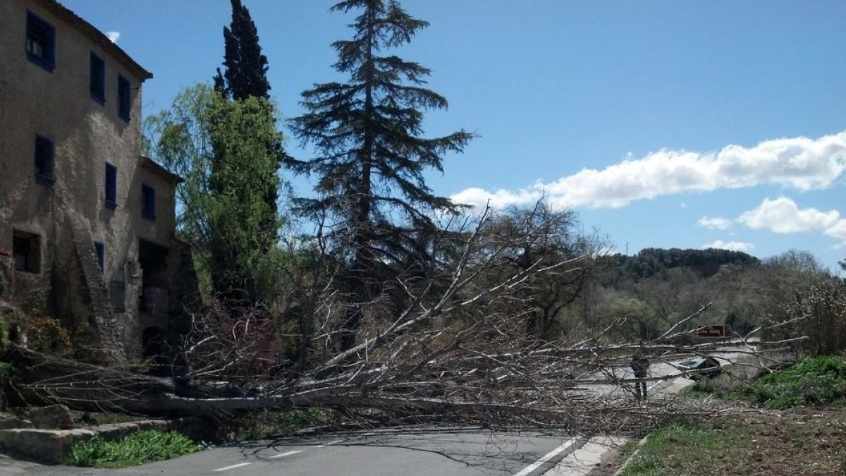 Un arbre caigut ahir a causa del fort vent a la carretera TV-2005 a Aiguamúrcia (Tarragona).