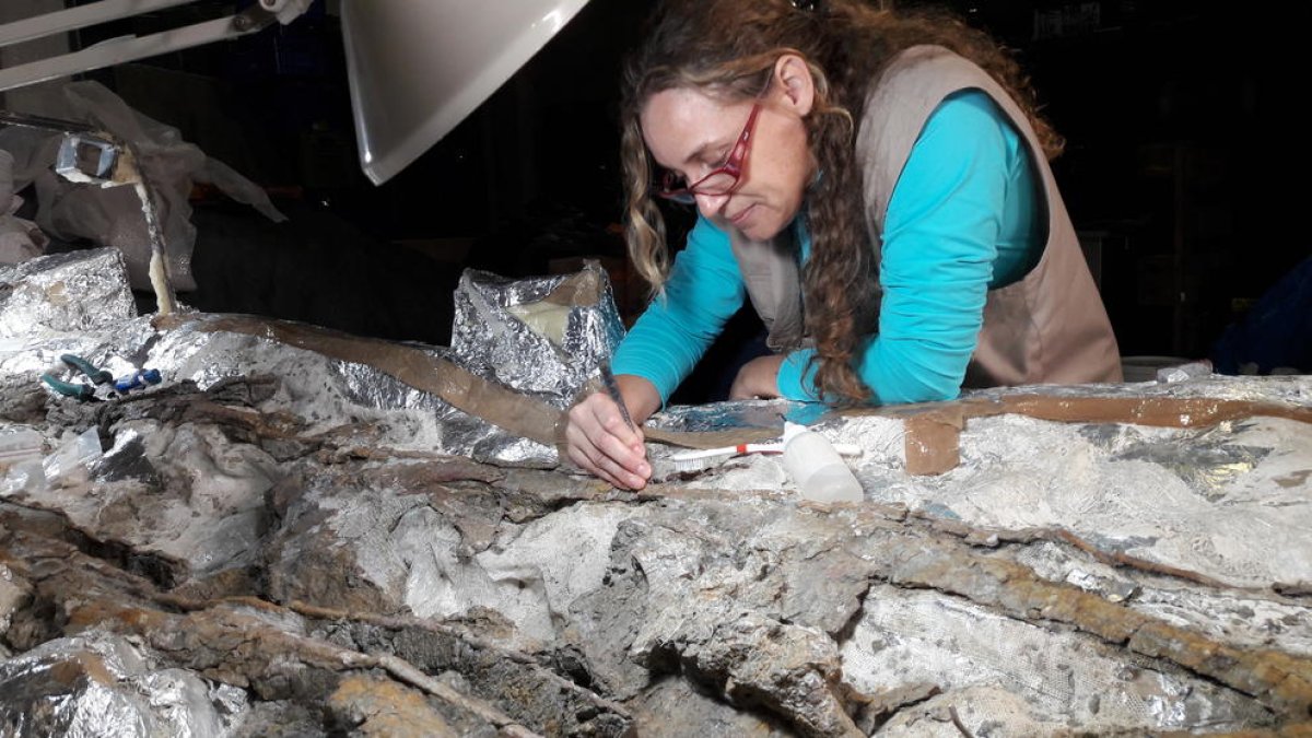 Una de las paleontólogas trabajando en la descripción del cuello de dinosaurio de Isona que mide 6 metros de largo.