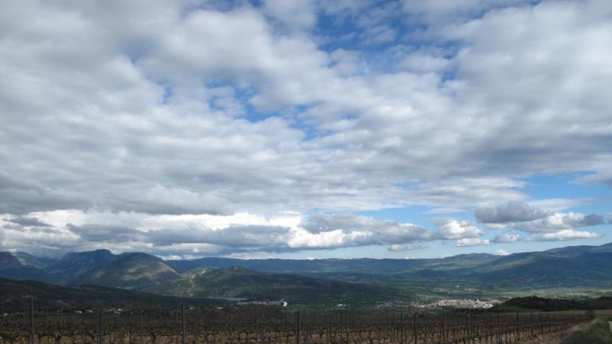 Una de les vinyes que han anat proliferant al Pallars.