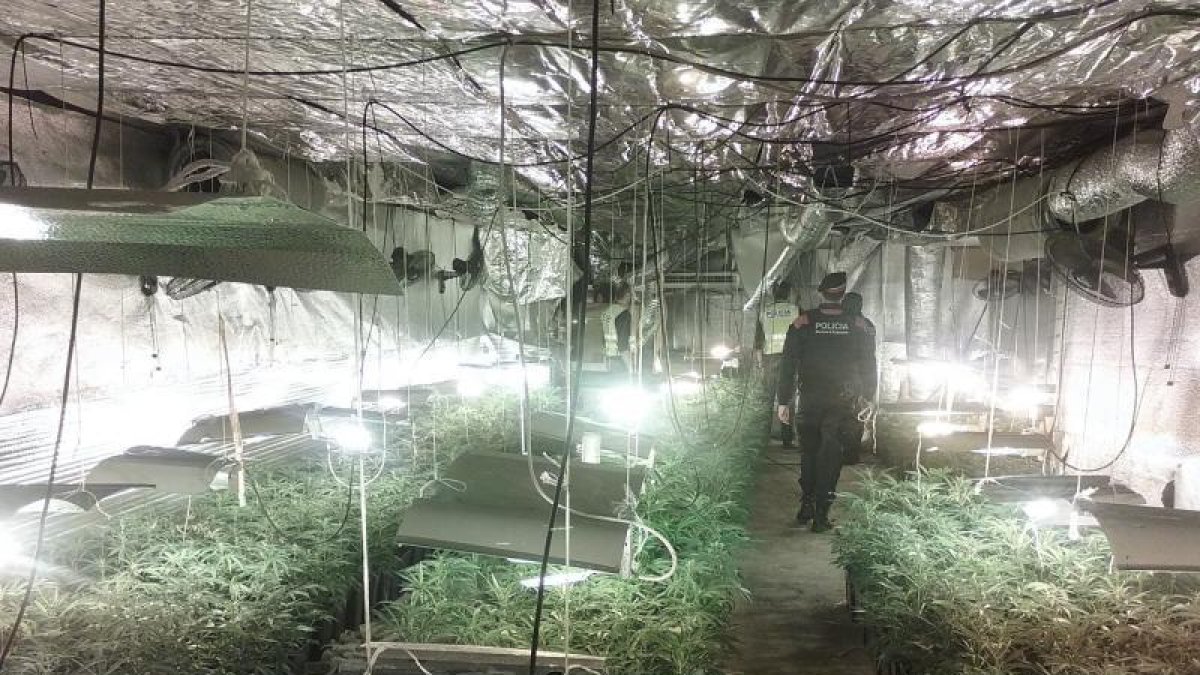 Imagen de uno de los laboratorios desmontados por los Mossos en esta operación.