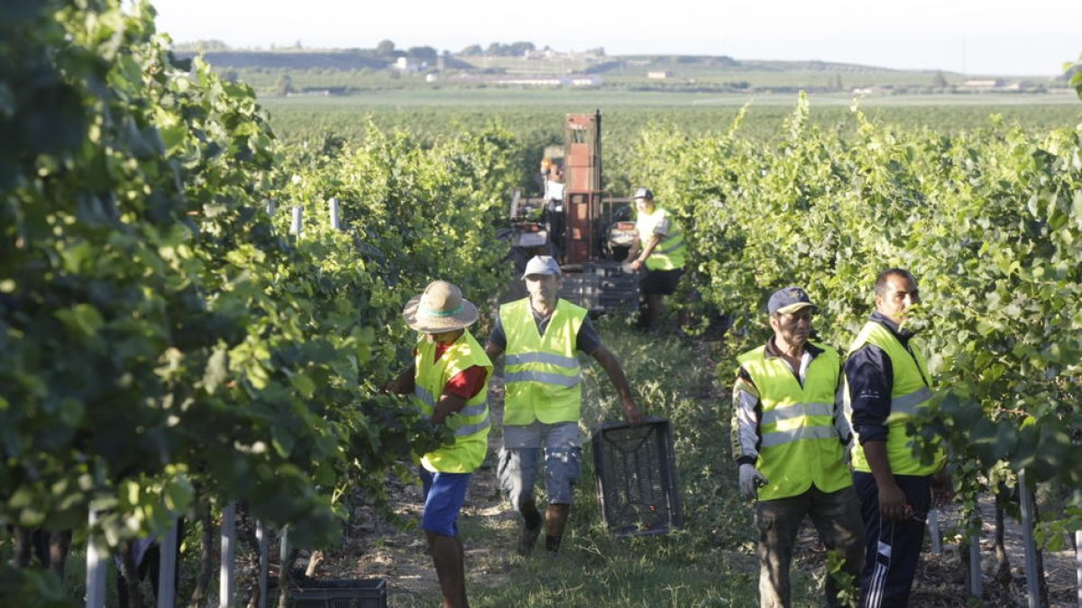 UP preveu una caiguda de la producció de raïm del 35% a Lleida