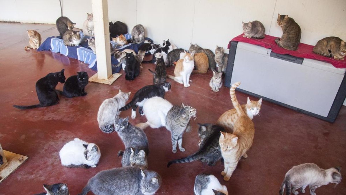 Vista d’alguns dels animals acollits per una veïna de Bellpuig en un local que té llogat.