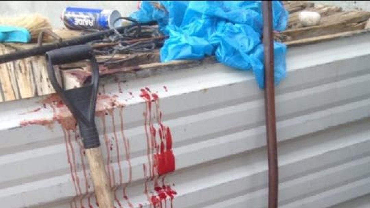 La pala que usaron los ladrones para sacrificar los cerdos.