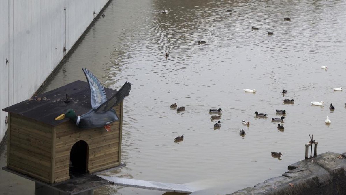 La nueva casa para los patos del Reguer de Tàrrega.