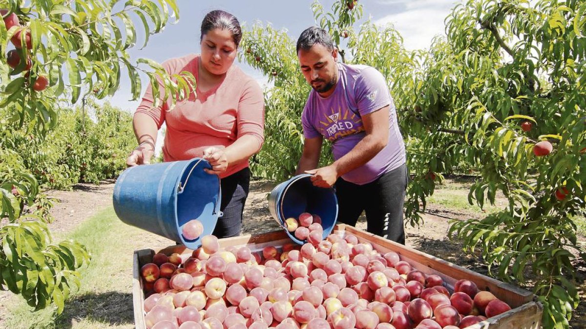 Inicio de la campaña de recogida de fruta temprana este martes en Seròs.