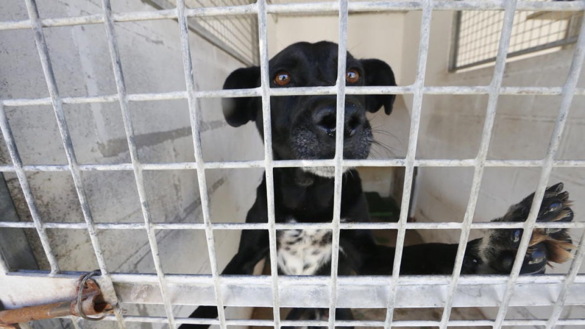 Uno de los perros que está en el centro de acogida a la espera de que alguna familia lo adopte.