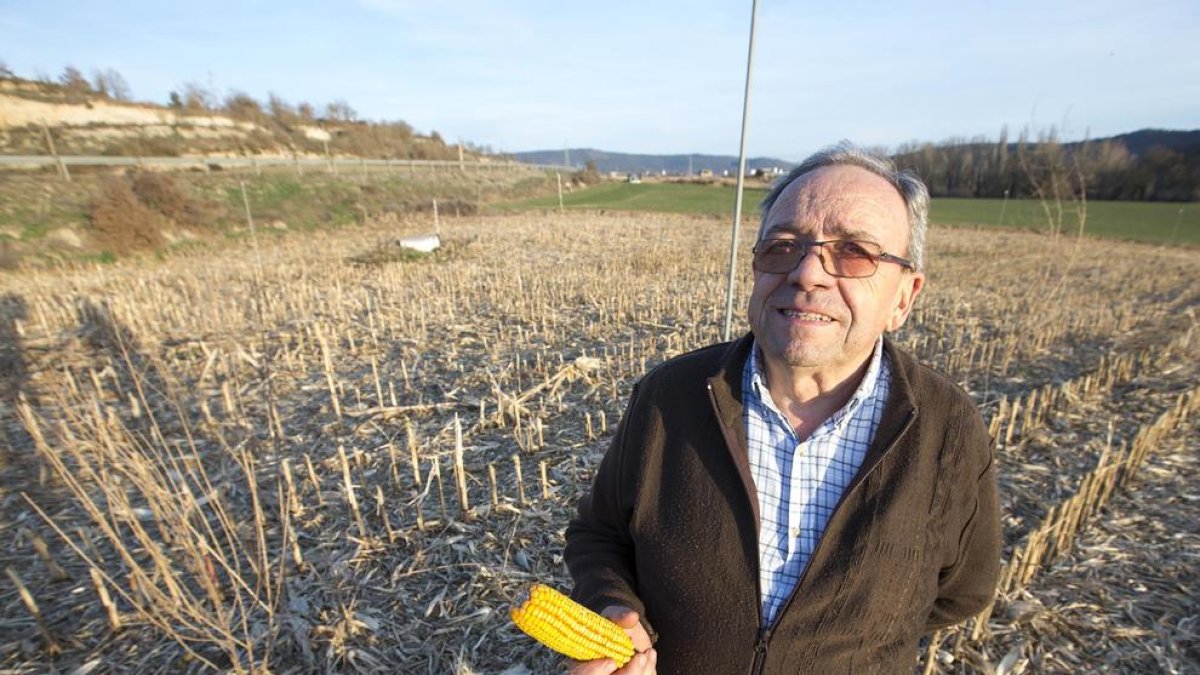 Ramon Codina, agricultor i exalcalde de Sanaüja, a la finca on ja s’ha segat el panís.