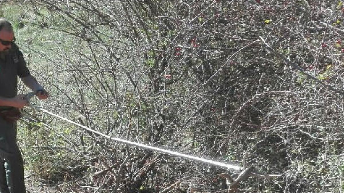 Imágenes del ciervo rescatado por los Agentes Rurales en La Guàrdia d’Ares.