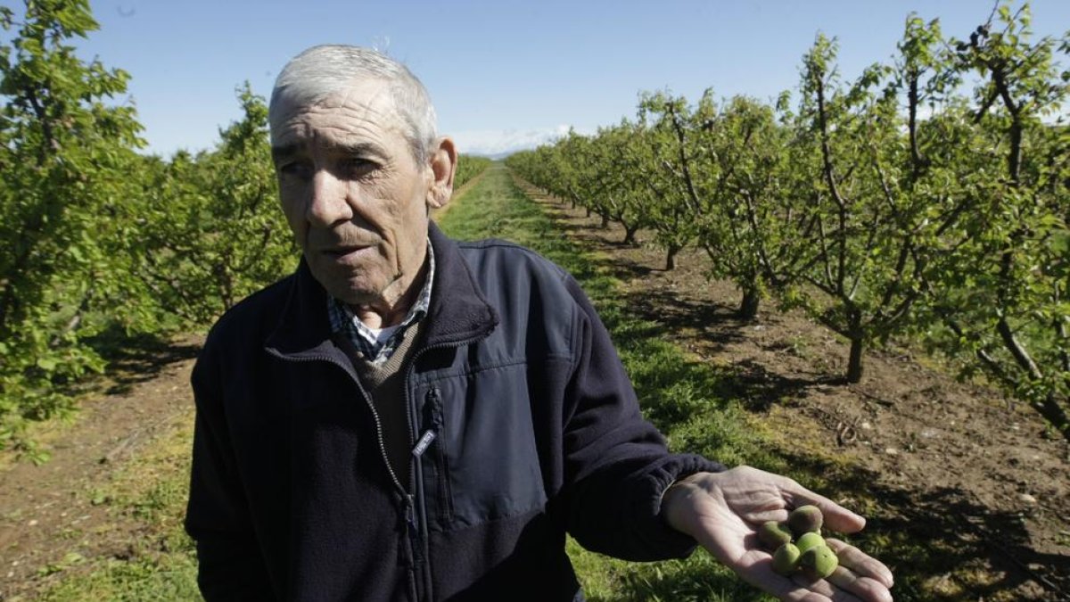 Josep Maria Moliné mostra petits albercocs arrasats pel granís a Sucs.