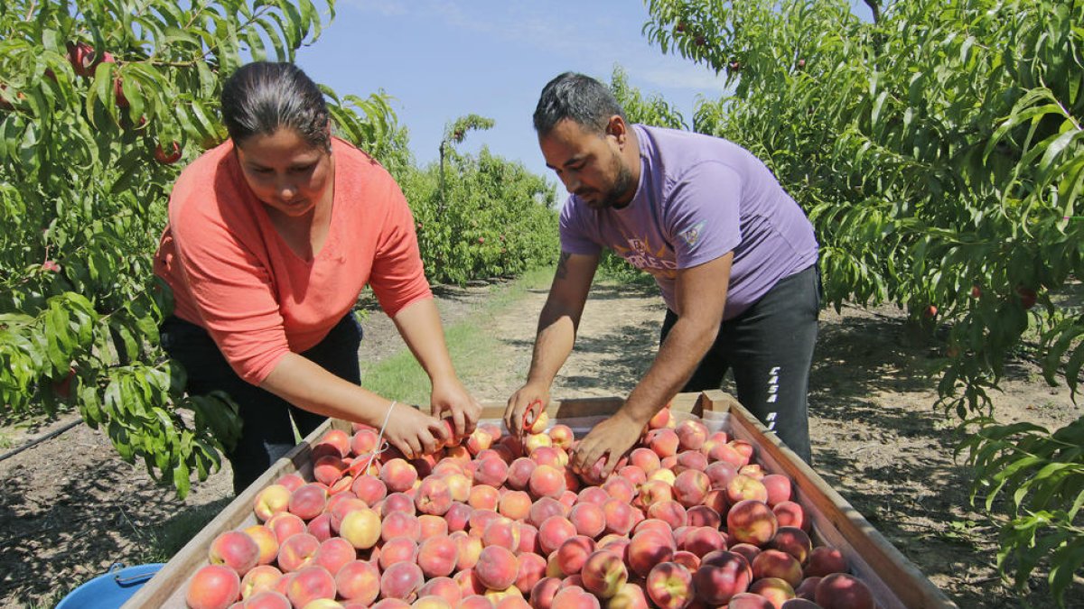 Els preus de la fruita de pinyol no cobreixen els costos de producció, segons els pagesos.