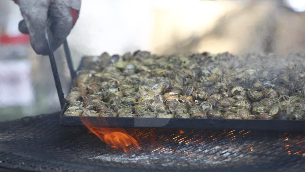 Més de noranta persones demanen el carnet per recollir caragols a Alfarràs
