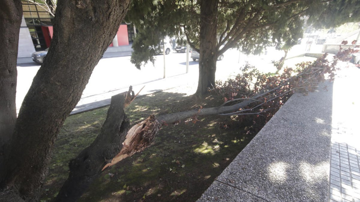 El vent fa caure un arbre al carrer Salmerón
