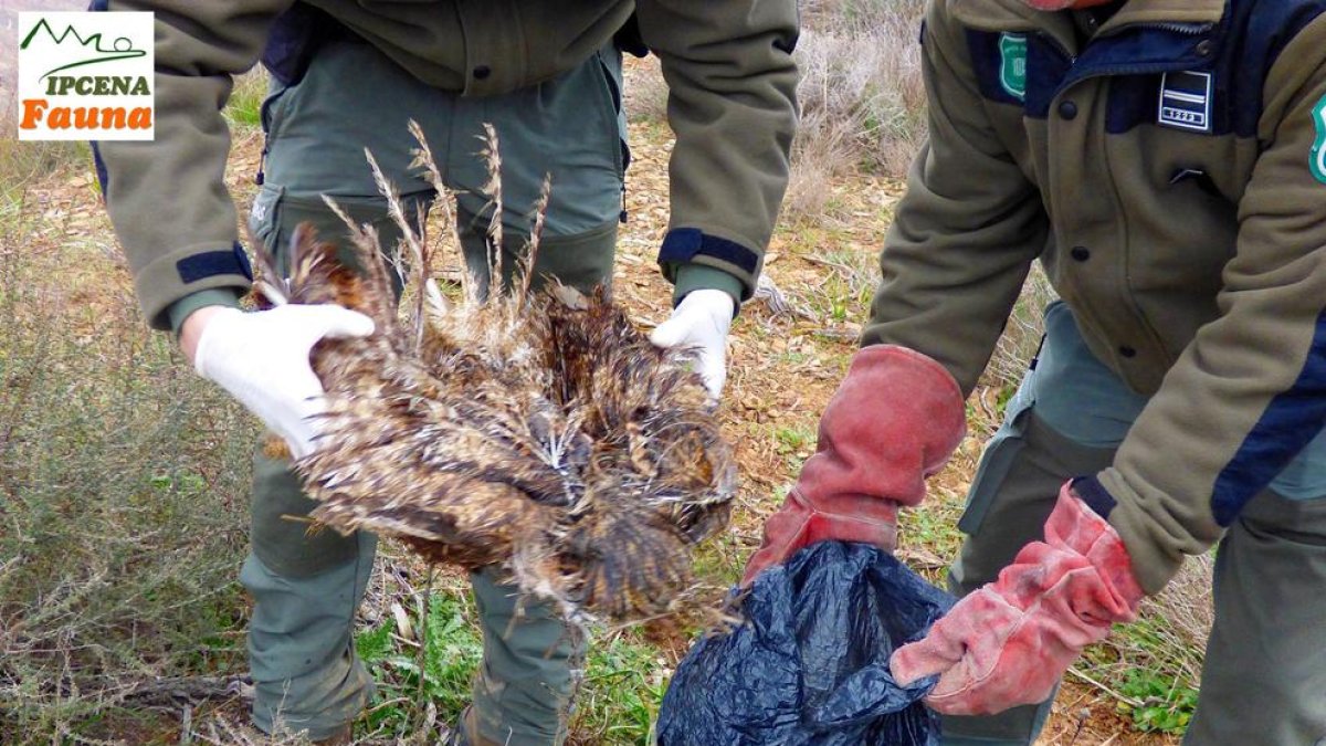 Agentes rurales recogiendo una de las aves electrocutadas.