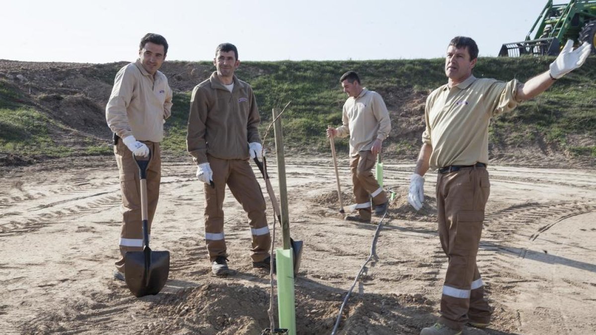 Imagen de archivo de plantación de pistachos de Borges en la zona regable del Segarra-Garrigues.