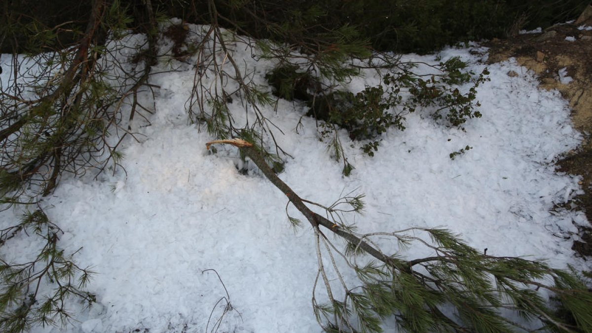 Arbres trencats a causa del pes del gel als camps de la Serra del Tallat, a l’Urgell.