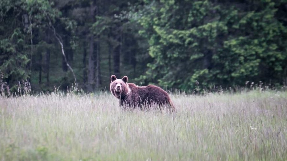 Endesa i la Fundación Oso Pardo plantaran 9.000 fruiters al Pirineu per millorar l'hàbitat de l'ós
