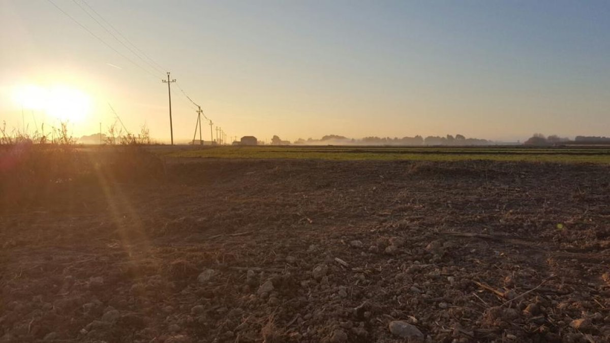 Parte de la zona regable de Gimenells donde se pasará del riego a manta al riego por aspersión.