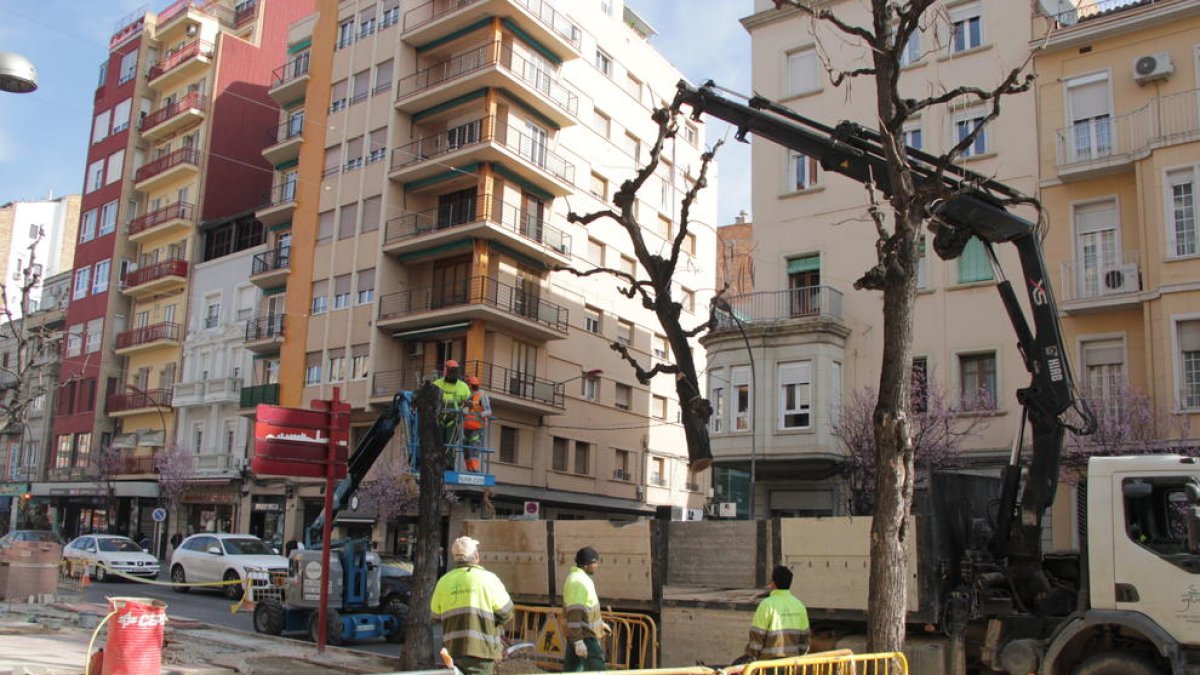Talan árboles de Balmes para la construcción del carril bici