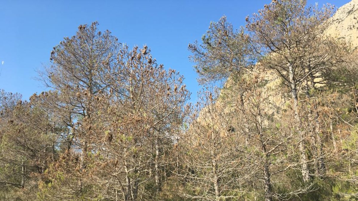 Pinos muertos por procesionaria en bosques del Alt Urgell.
