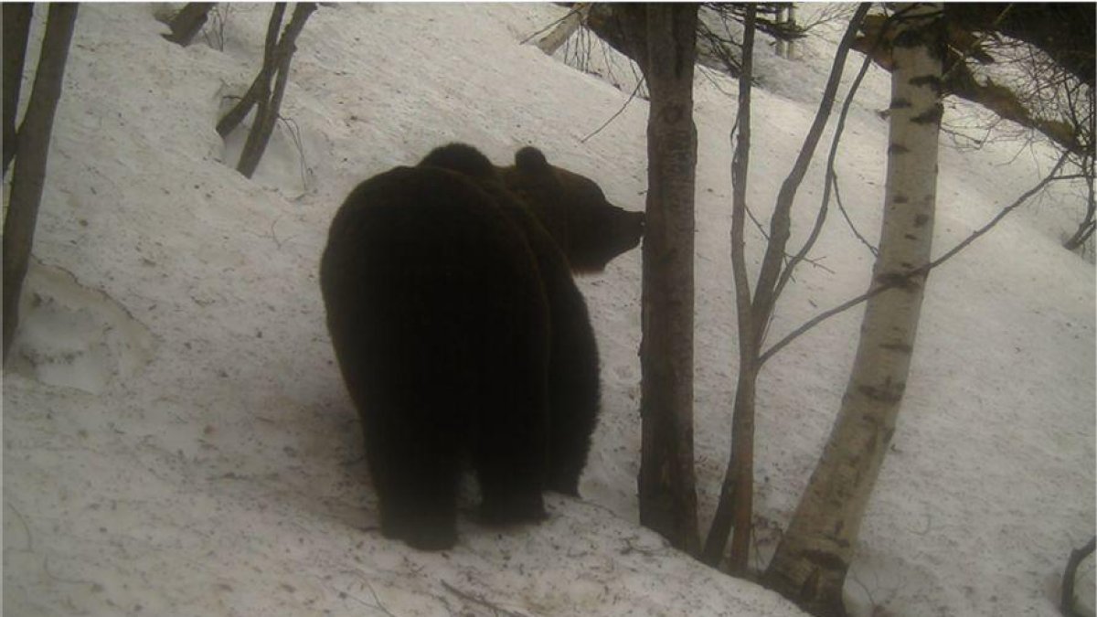 Els óssos del Pirineu desperten de la hivernació