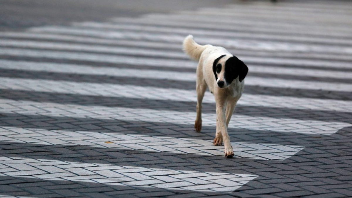 Llum verda a la prohibició de tallar la cua als gossos