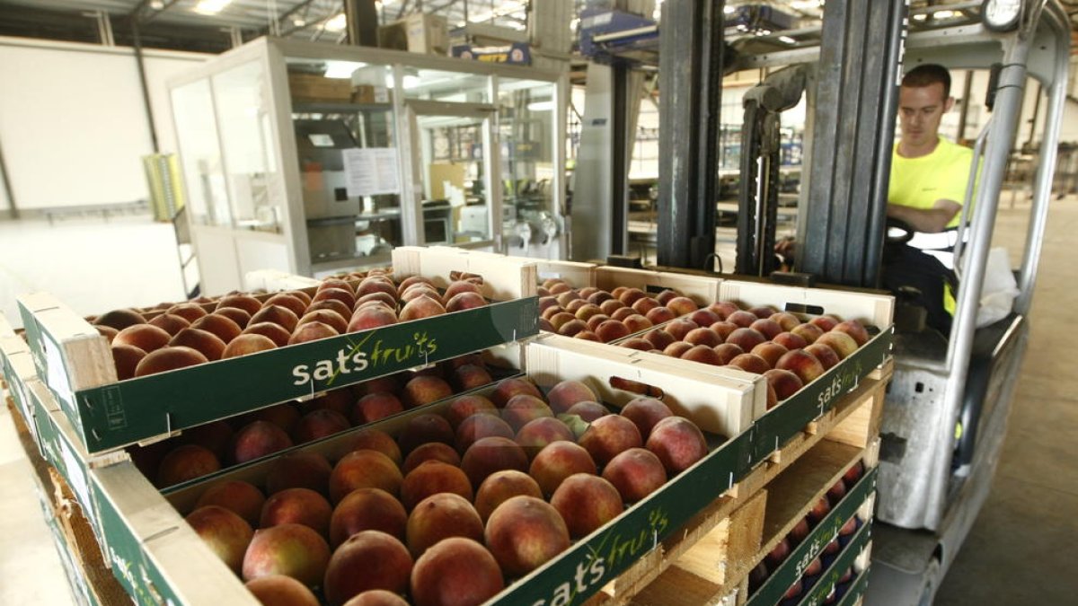 El precio del melocotón se multiplica por 7 del árbol a la mesa