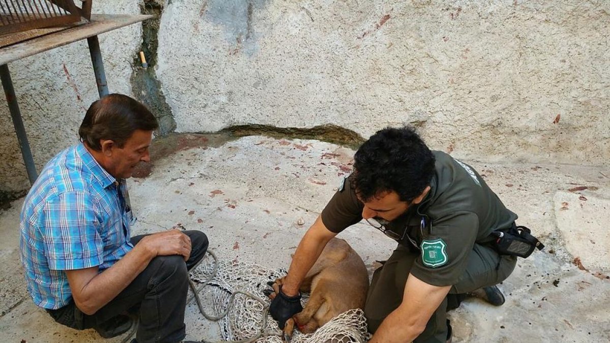 El corzo instantes después de ser rescatado.