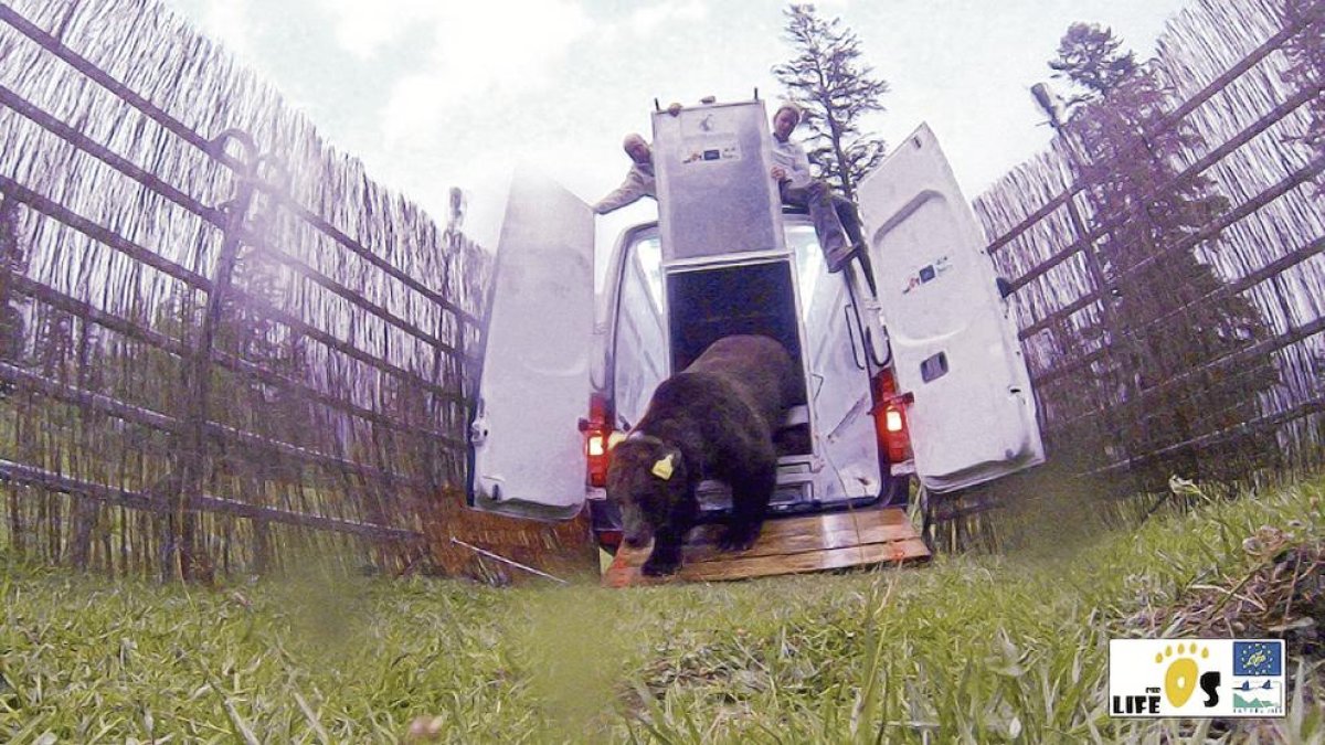 Goiat porta un un collar amb GPS i emissors de ràdio en cròtals.