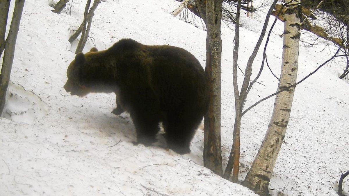 Uno de los osos que se ha podido ver en la zona de Lladorre, tras la hibernación.