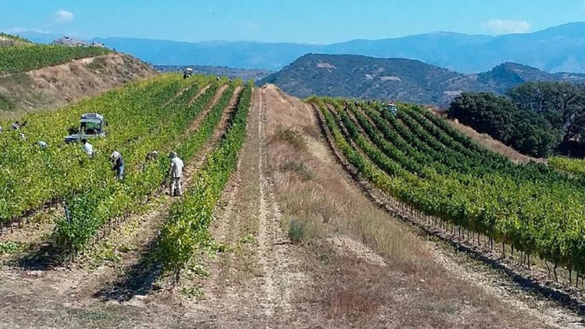 Imagen de las labores de vendimia en Sant Miquel de Tremp.