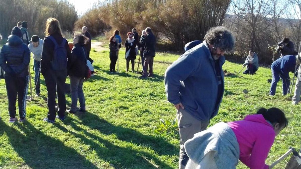 La actividad que se celebró el domingo para plantar árboles en la ribera del Cinca.