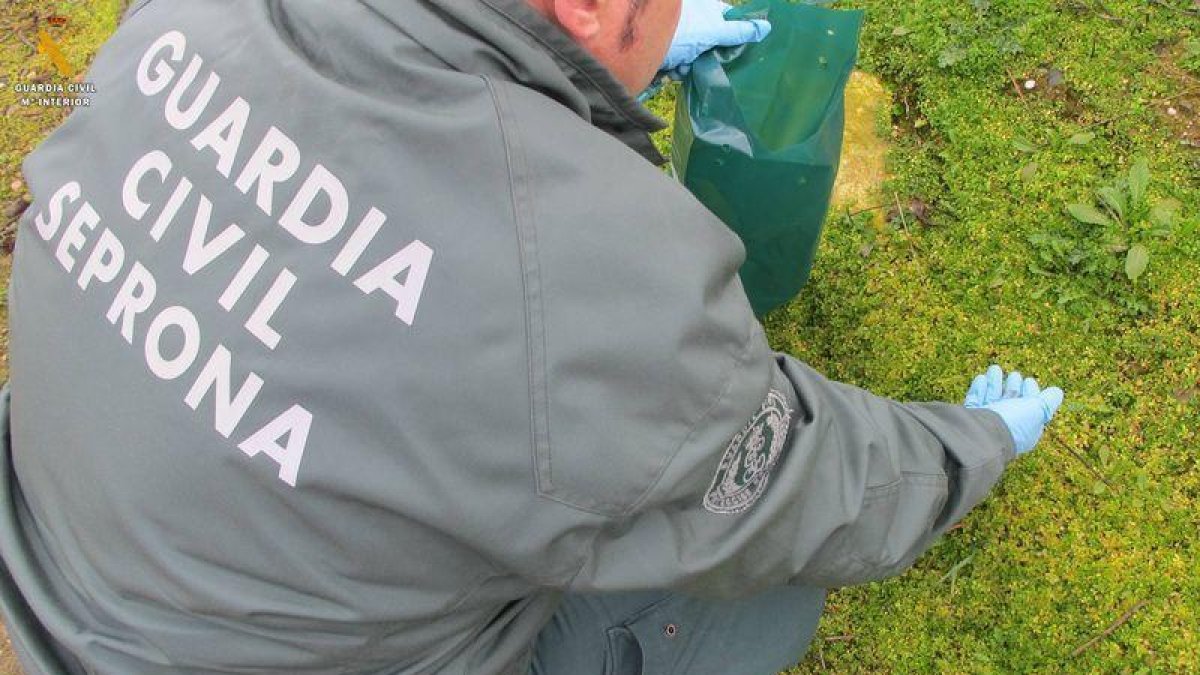 Troben en un magatzem de Lleida sacs amb llavors impregnades amb verí per a rosegadors