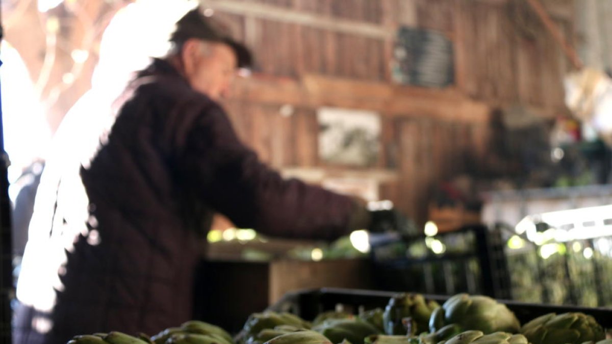 Un agricultor del Baix Llobregat preparant ahir caixes de carxofes.