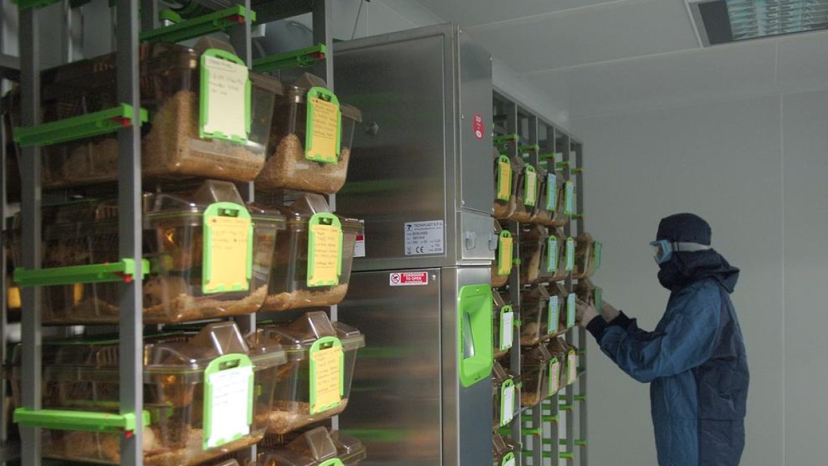 Imatges d’arxiu d’investigadors al macrolaboratori de ratolins de la UdL.