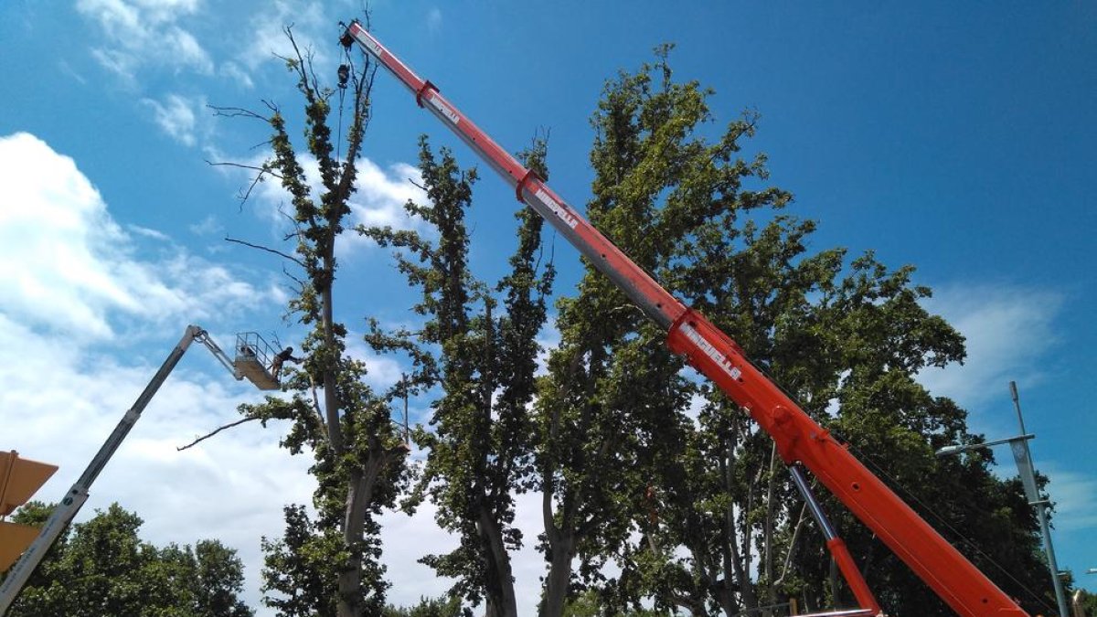 Tall de trànsit a Tarradellas per talar un gran arbre