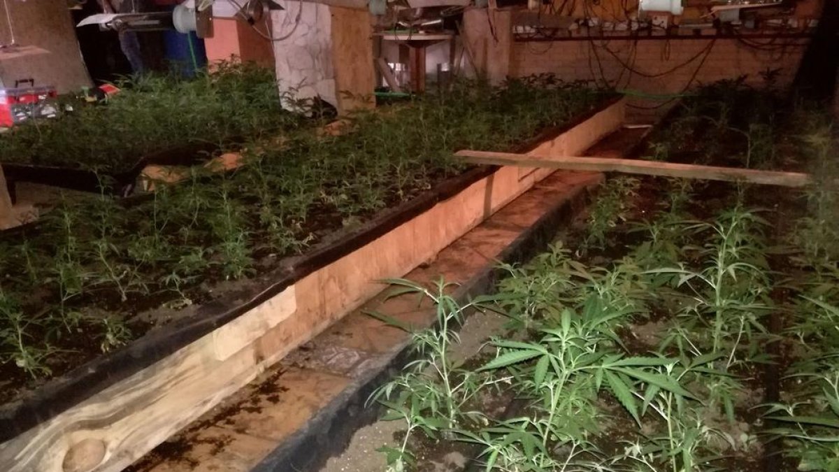 Una de les plantacions de ‘maria’ trobades pels Mossos.