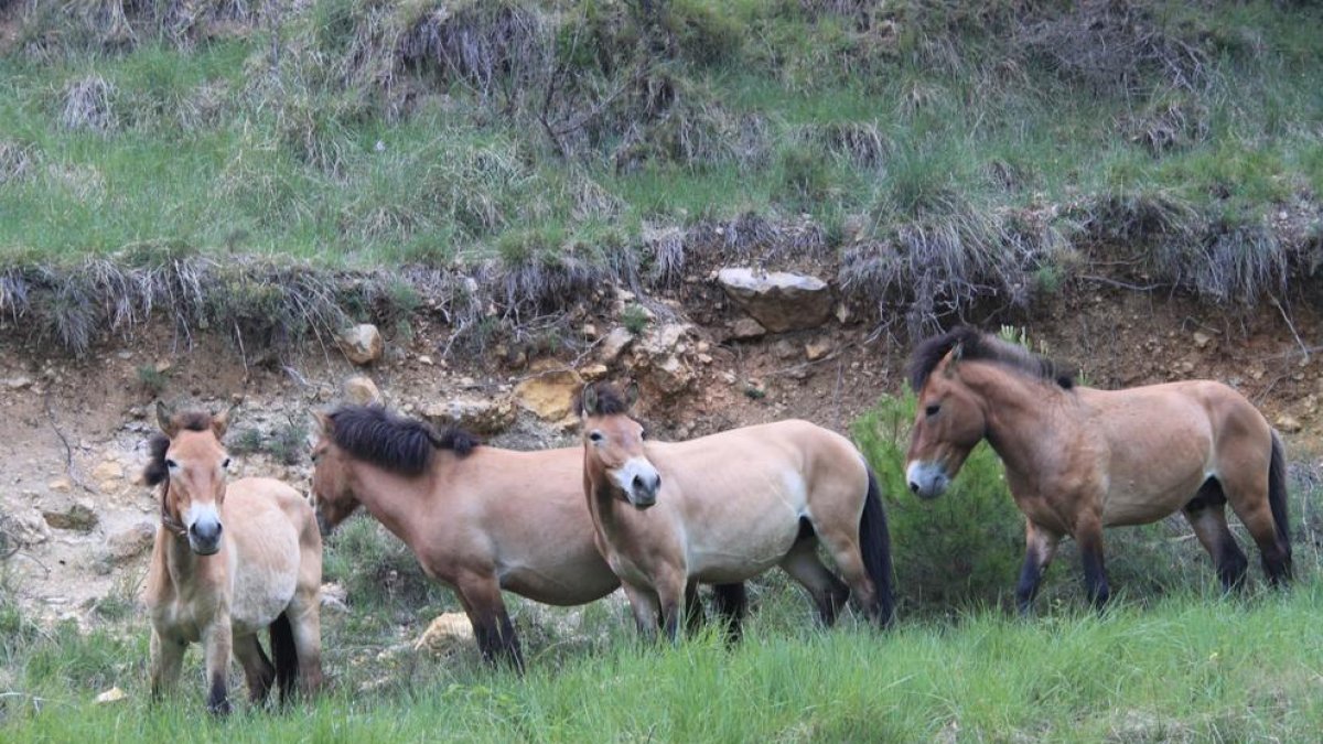 Els quatre exemplars ja a Boumort.