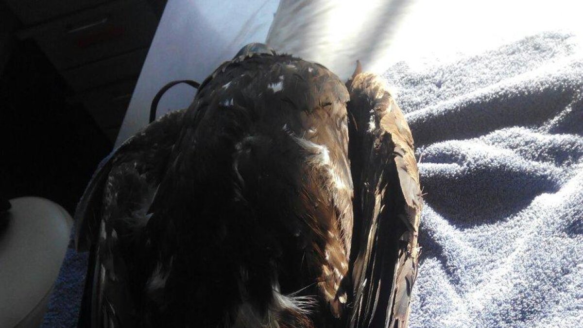 Vista del águila dorada hallada malherida en Agramunt.