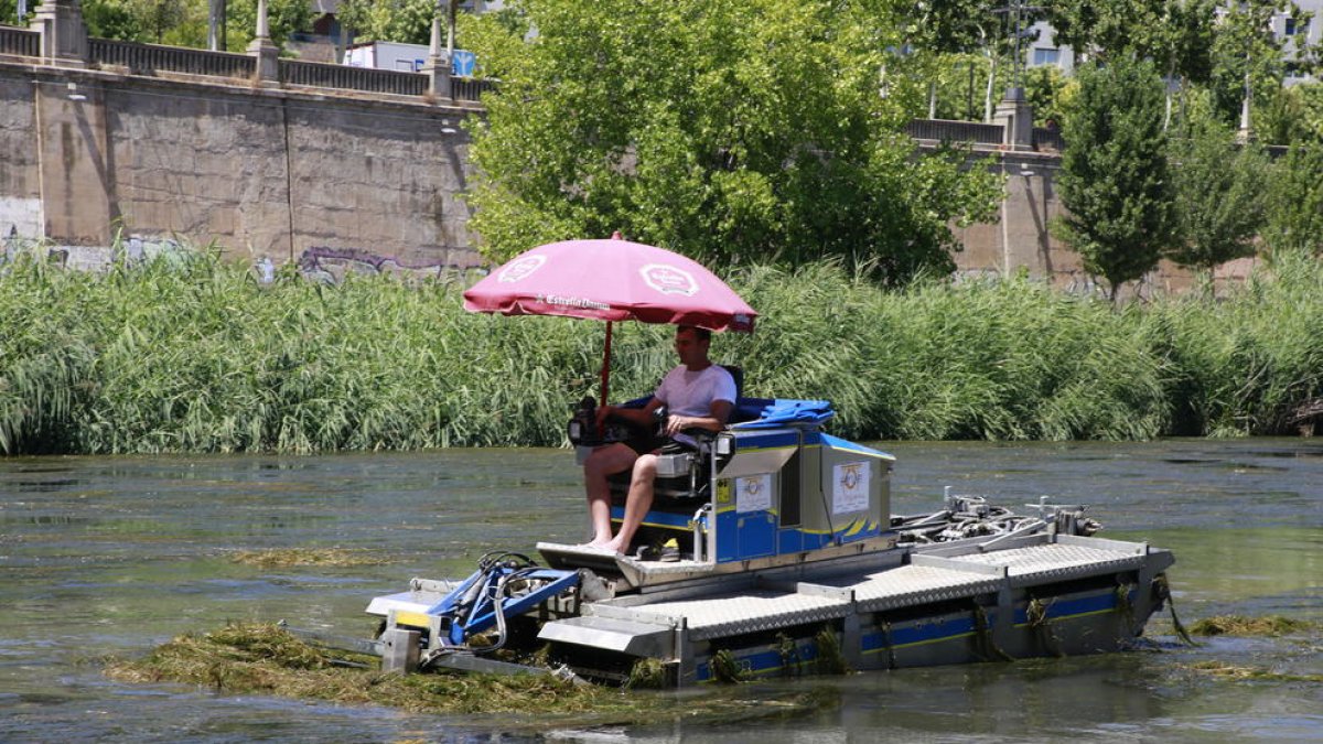 La màquina amfíbia que talla les algues que proliferen al Segre al seu pas per la capital.